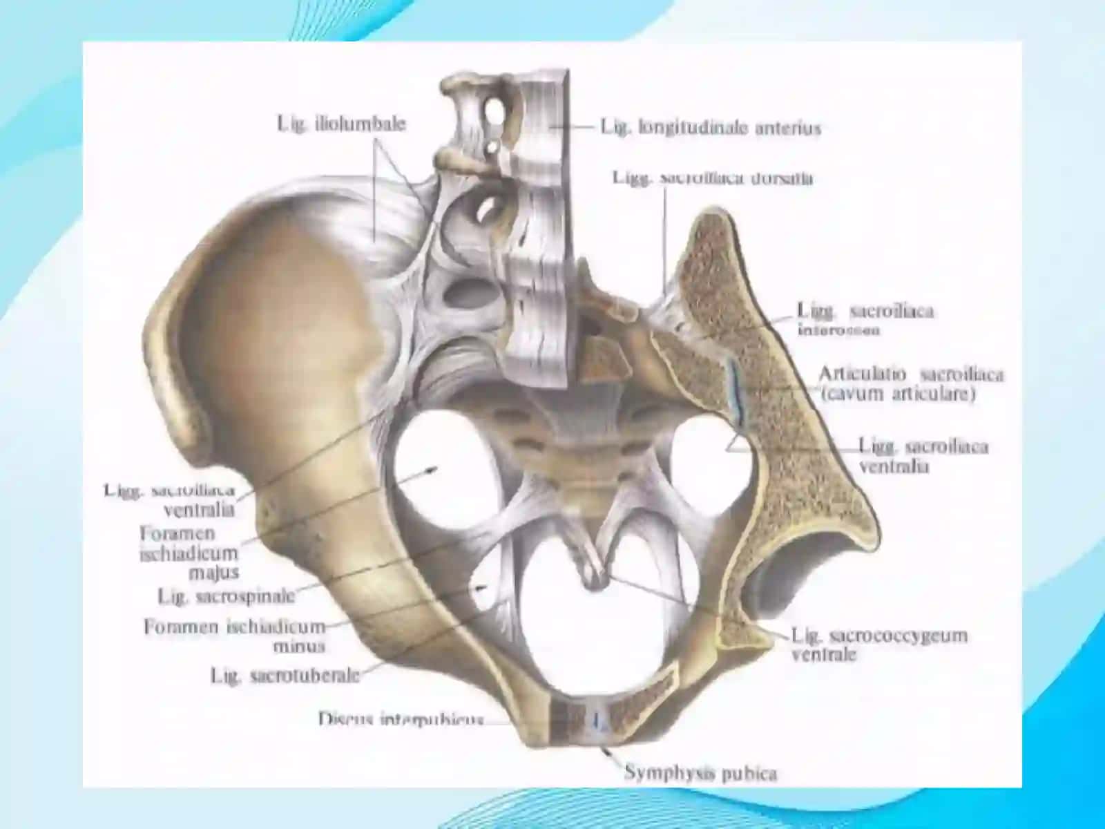 Klinik anatomiyani o'rganish 4