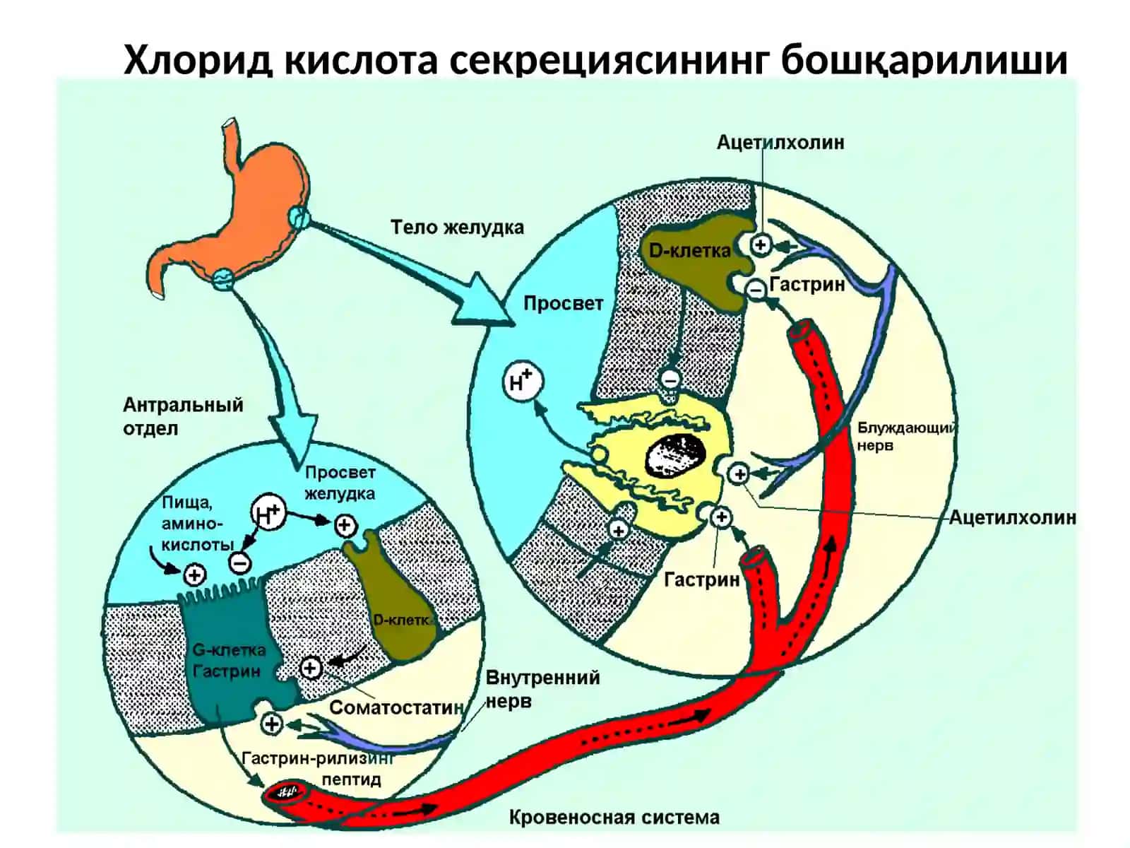 МЕЪДА ВА ЎН ИККИ БАРМОҚЛИ ИЧАК ЯРА КАСАЛЛИГИ 4