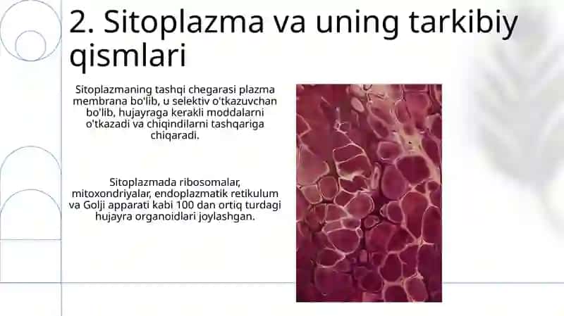 Hujayra fiziologiyasi 4