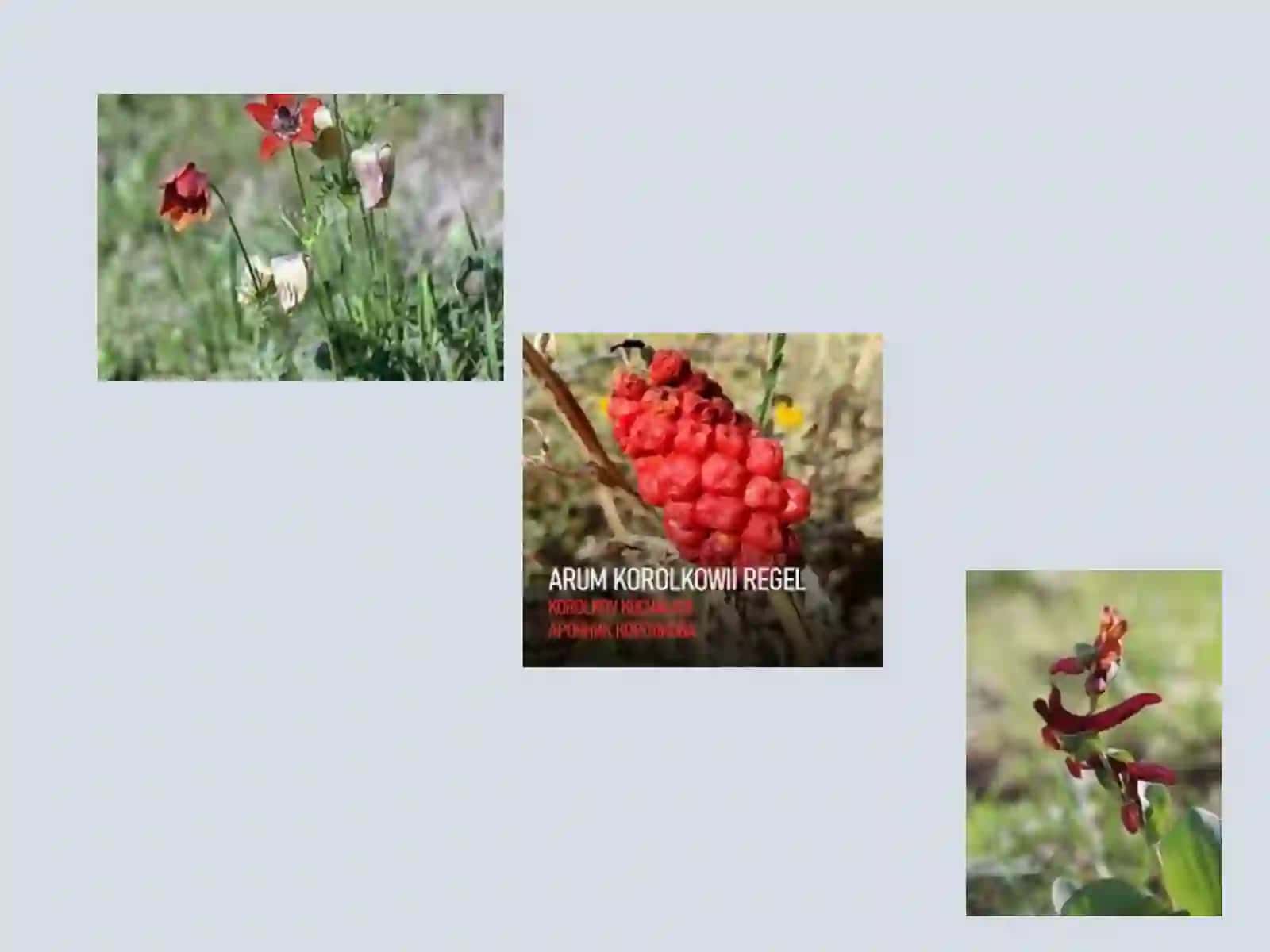 O‘ZBEKISTON TABIIY FLORASININGASOSIY DORIVOR O‘SIMLIKLARI 4