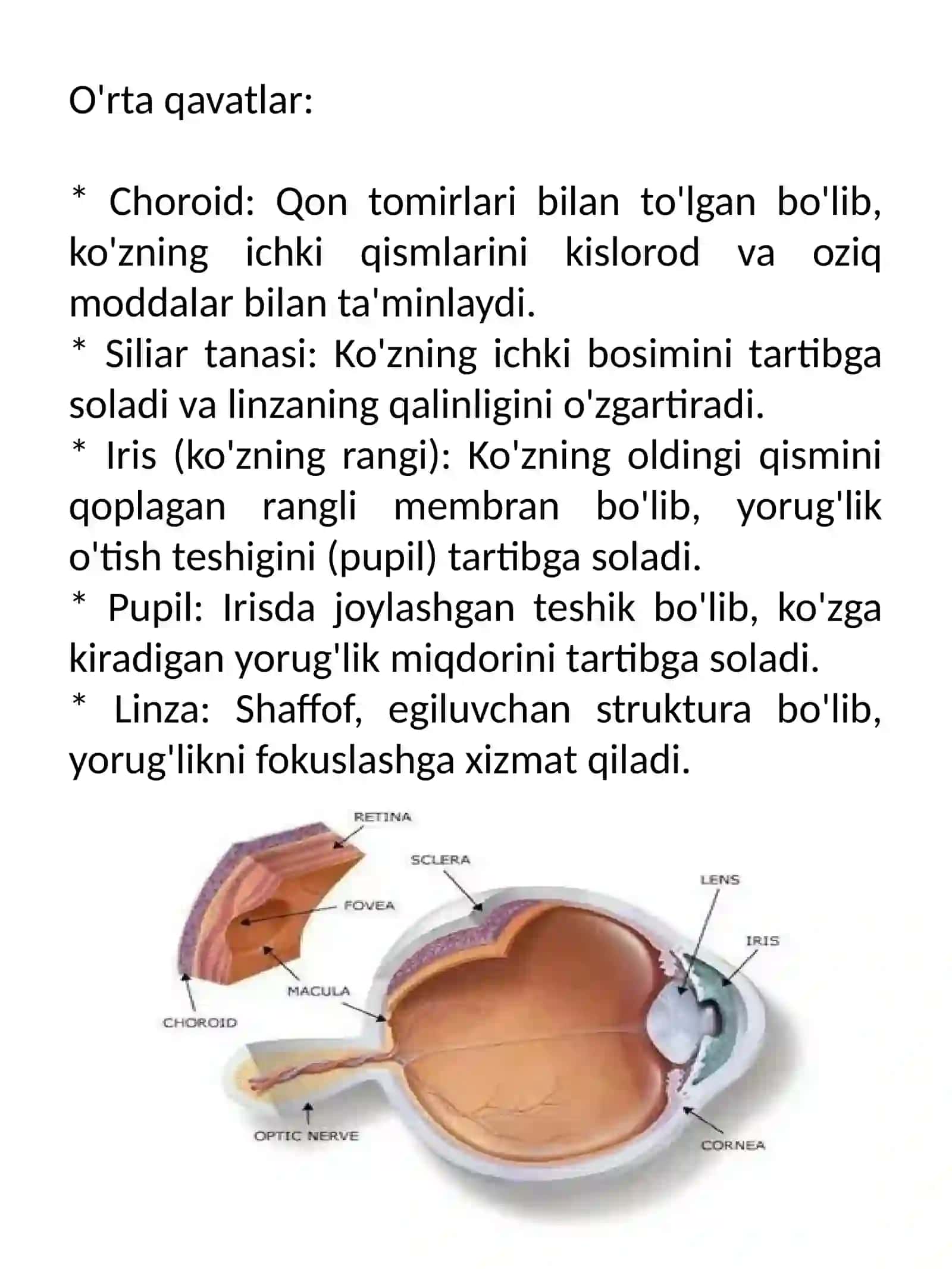 Ko'zning tuzilishi va xususiyatlari 4