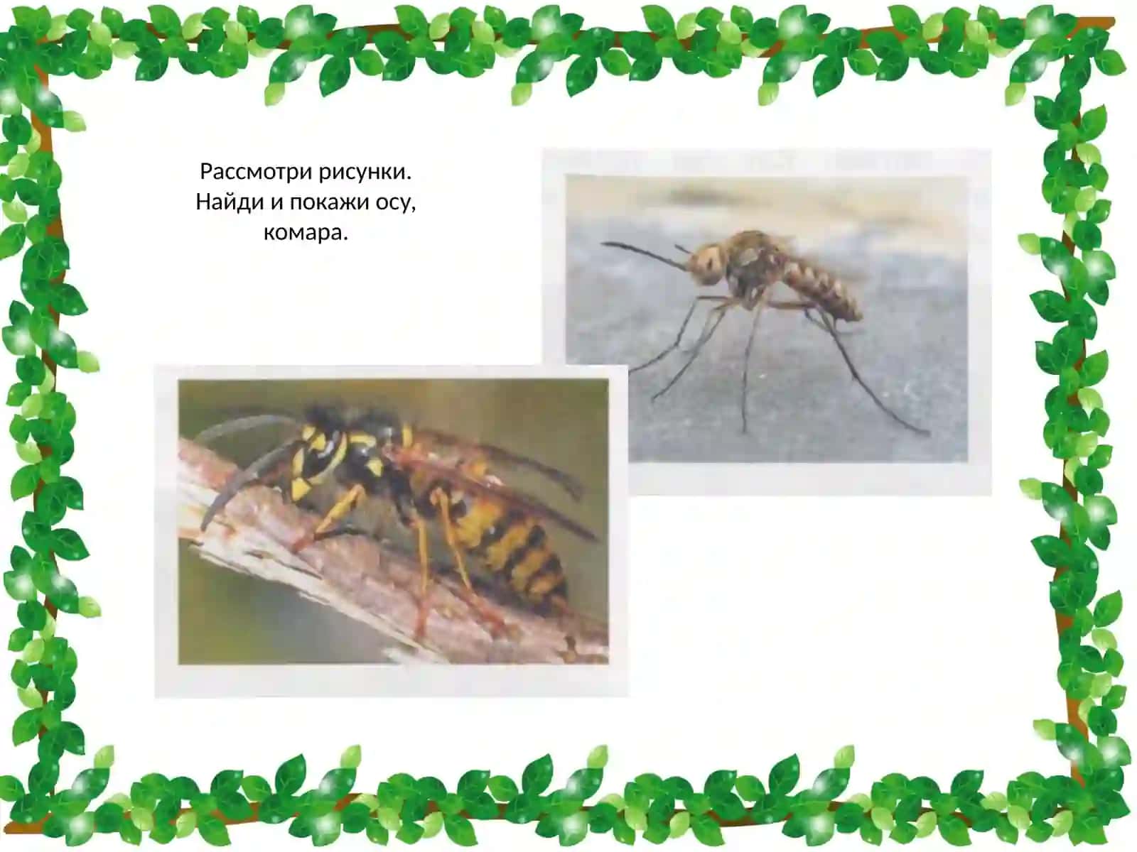 Животные летом 4