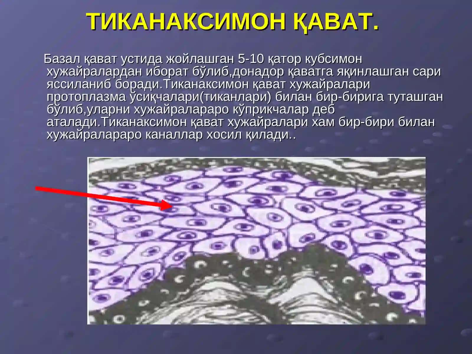 Мейёр терининг тузилиши 4