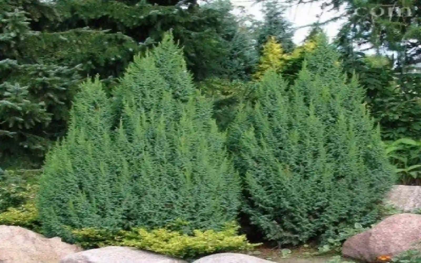 6-sinf Botanika Ochiq urug'li o'simliklar bo'limi, Archa 4