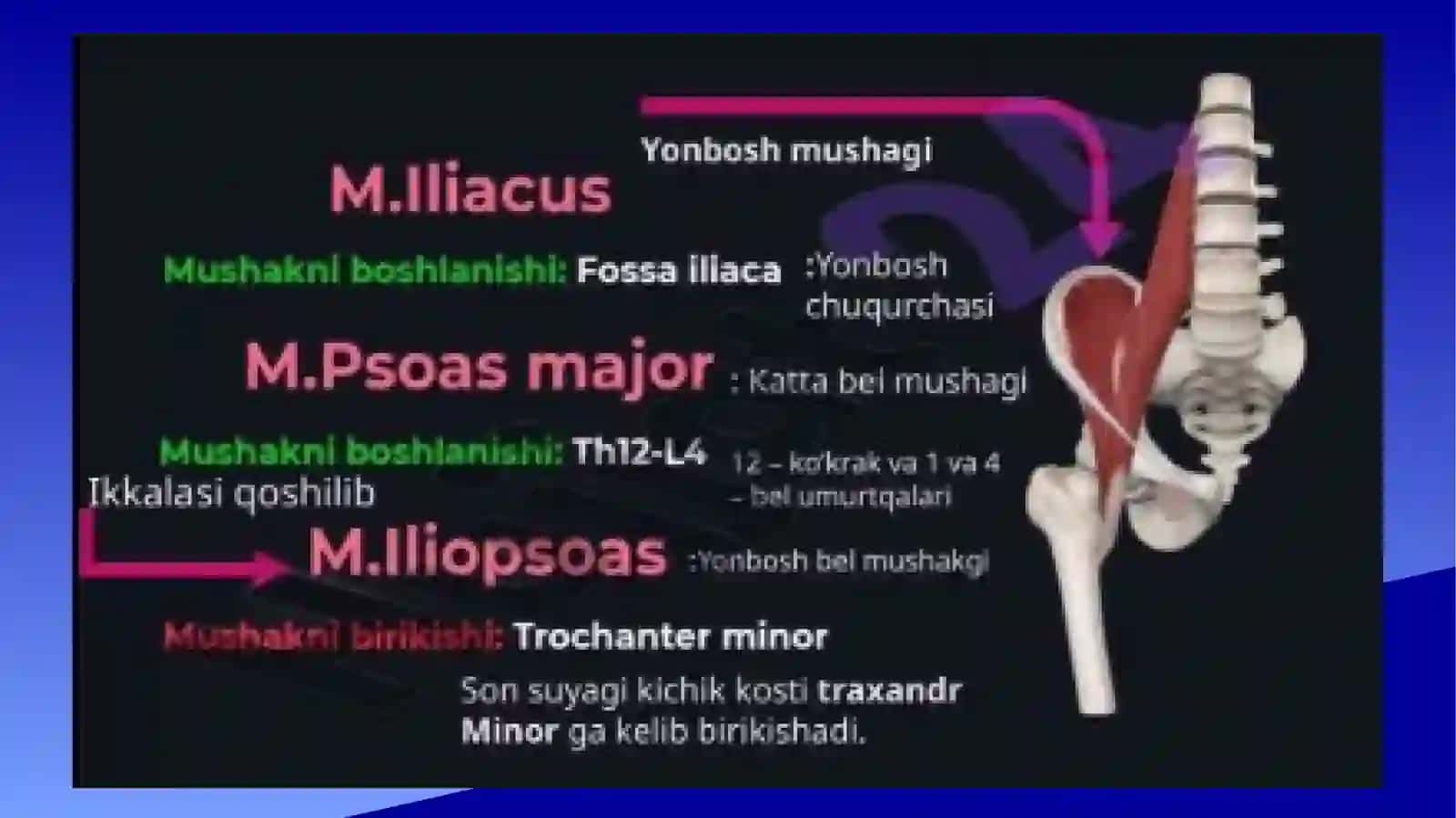Oyoq mushaklarining vazifalari 4