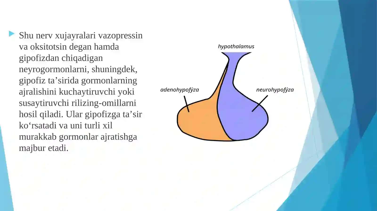 Gipotalamus o'zaklari va ularning klinik ahamiyati . 4