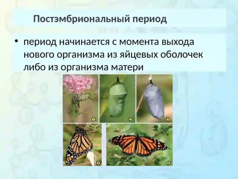 Виды постэмбрионального развития 4