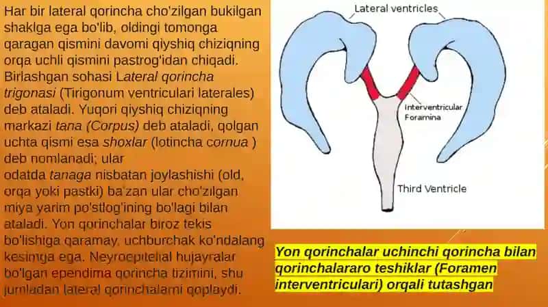 Yon qorincha variant anatomiyasi klinik ahamiyati 4