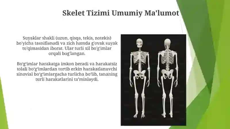 Suyaklar va ularning birikishi 4