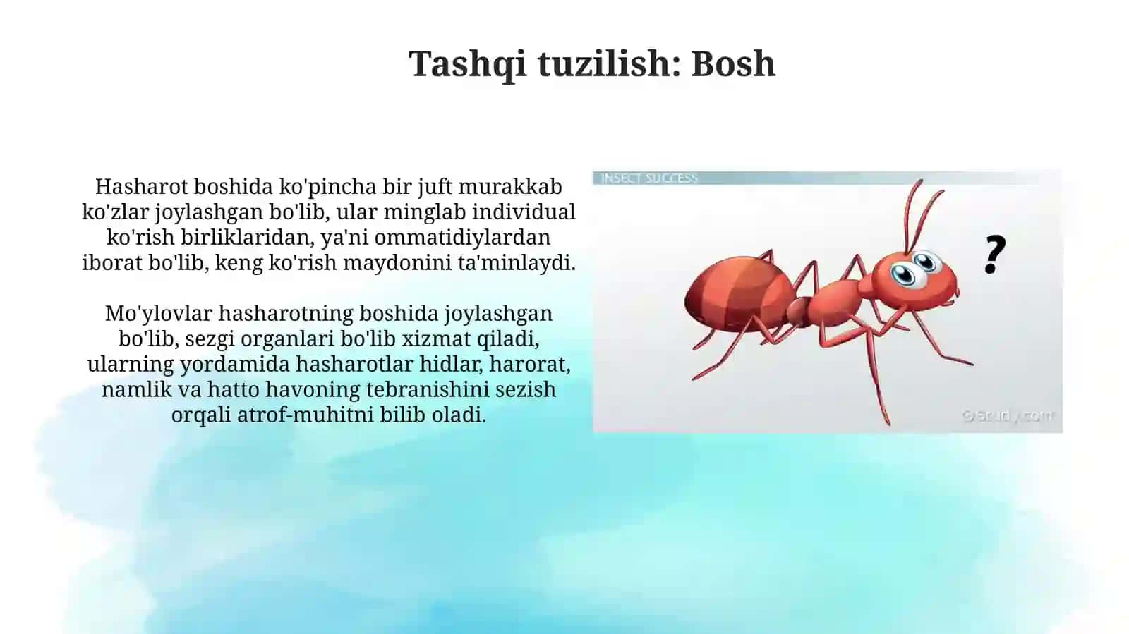 Hashoratlar anatomiyasi va ichki tuzilishi 4