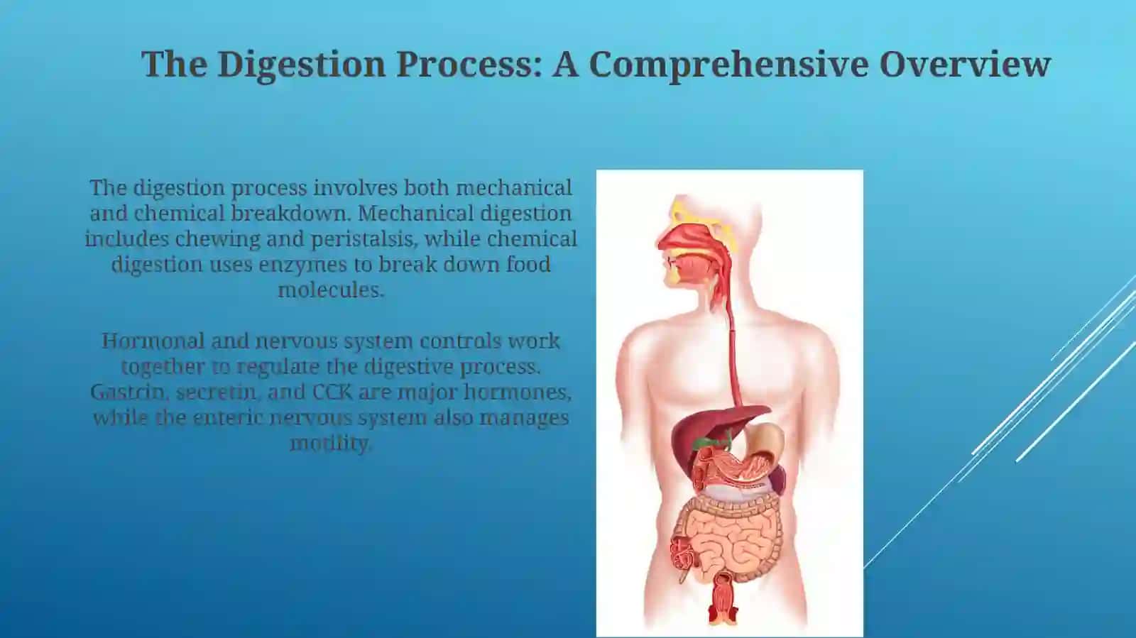 Anatomy and Organs of the Digestive System 4
