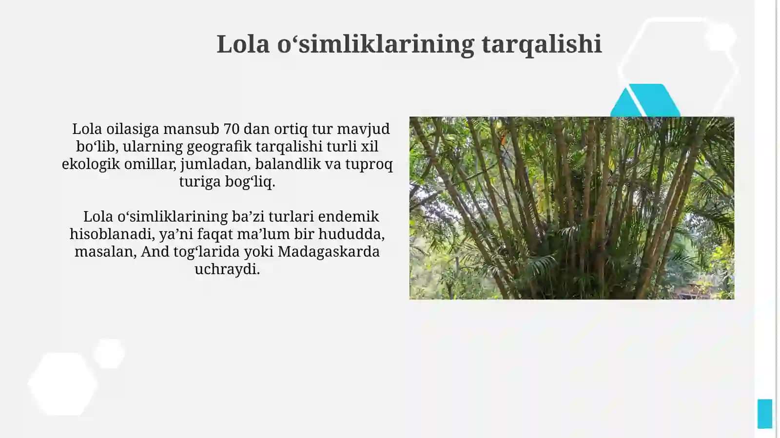 Lola Oʻsimliklarining Tarqalishi 4