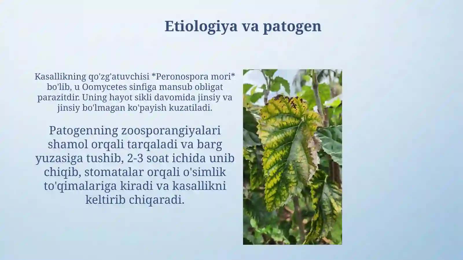 Soxta un shudring kasalligi 4