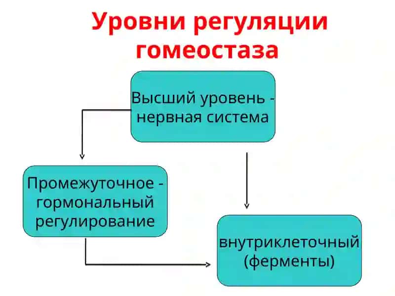 БИОХИМИЯ ЭНДОКРИННОЙ СИСТЕМЫ 4