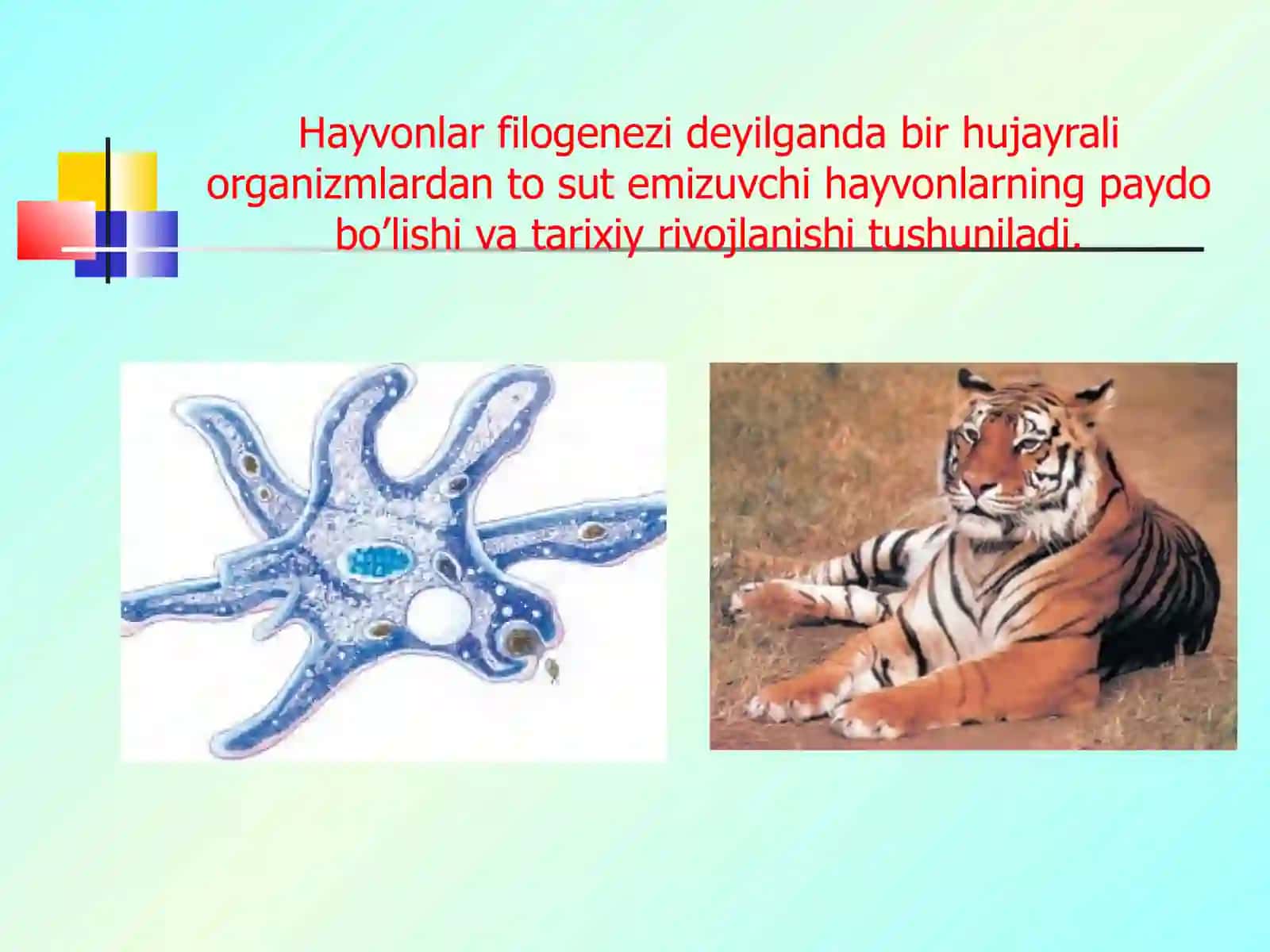 40-mavzu: Hayvonotduyosida evolyutsion o’zgarishlar 4