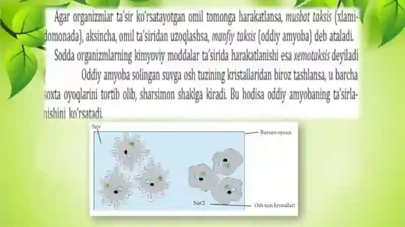 biologiya fanidan dars ishlanma "Slayd" 4