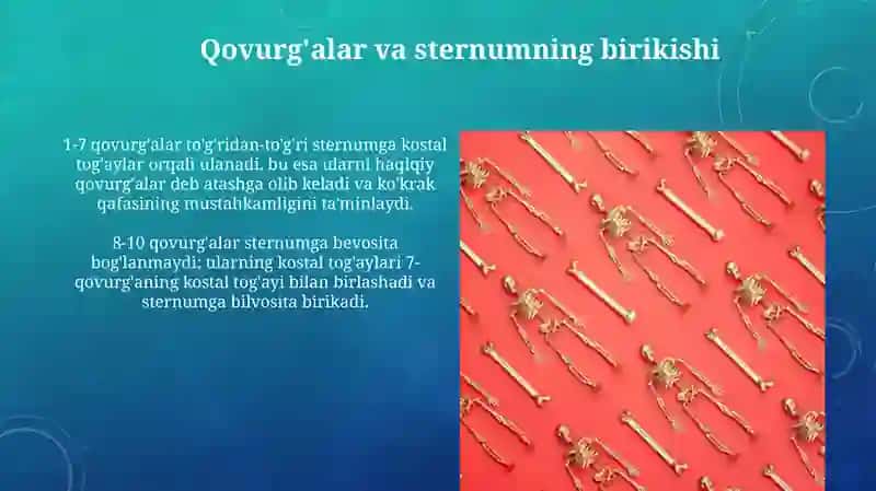 Qovurg'a suyagi.To'shsuyagi 4