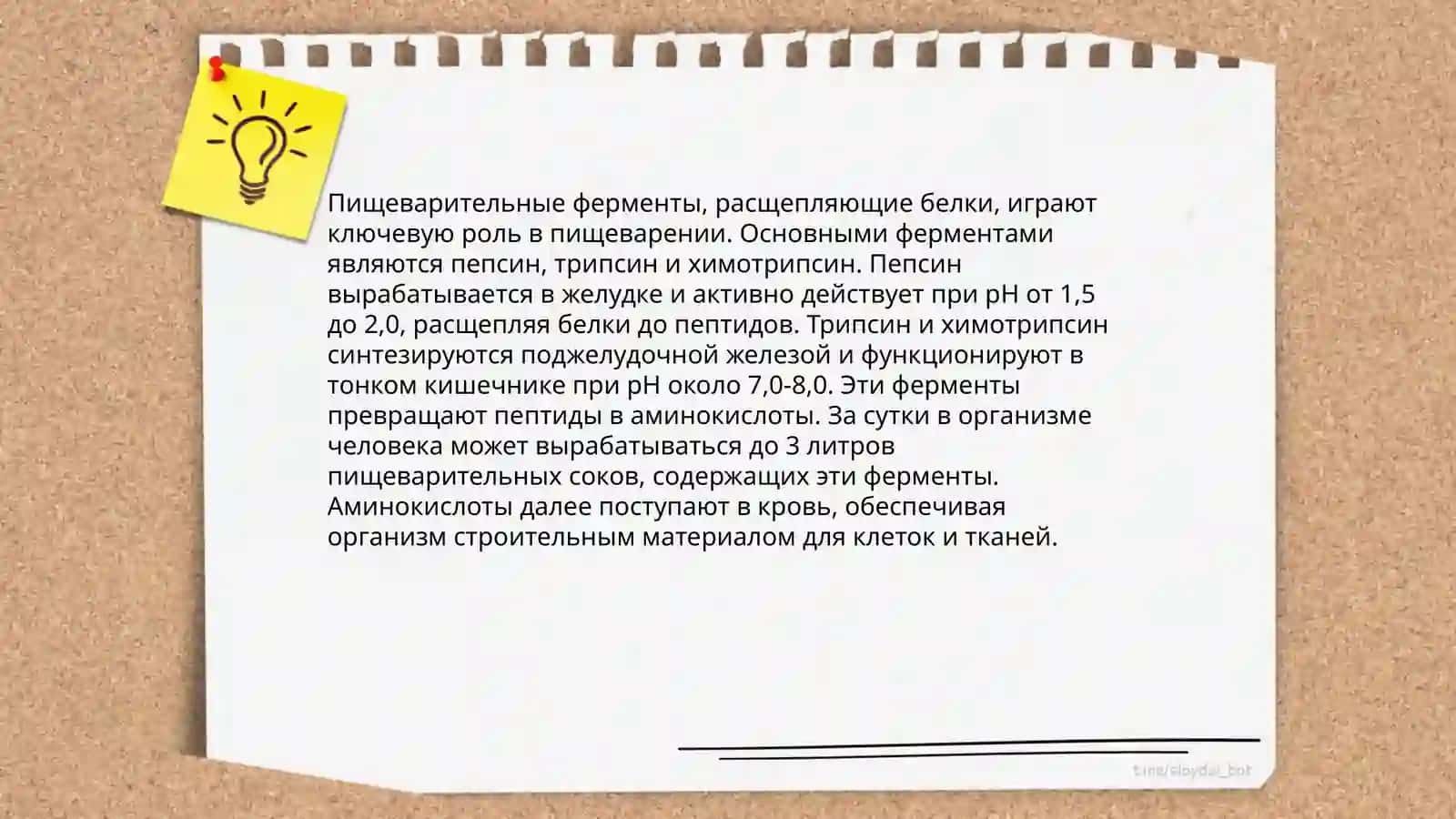 Структура белков и их значение 4
