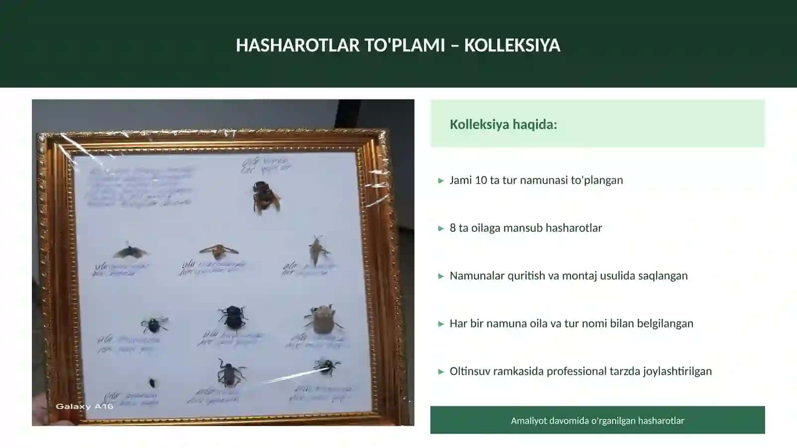 Entomologiya va O'simlikshunoslik 4