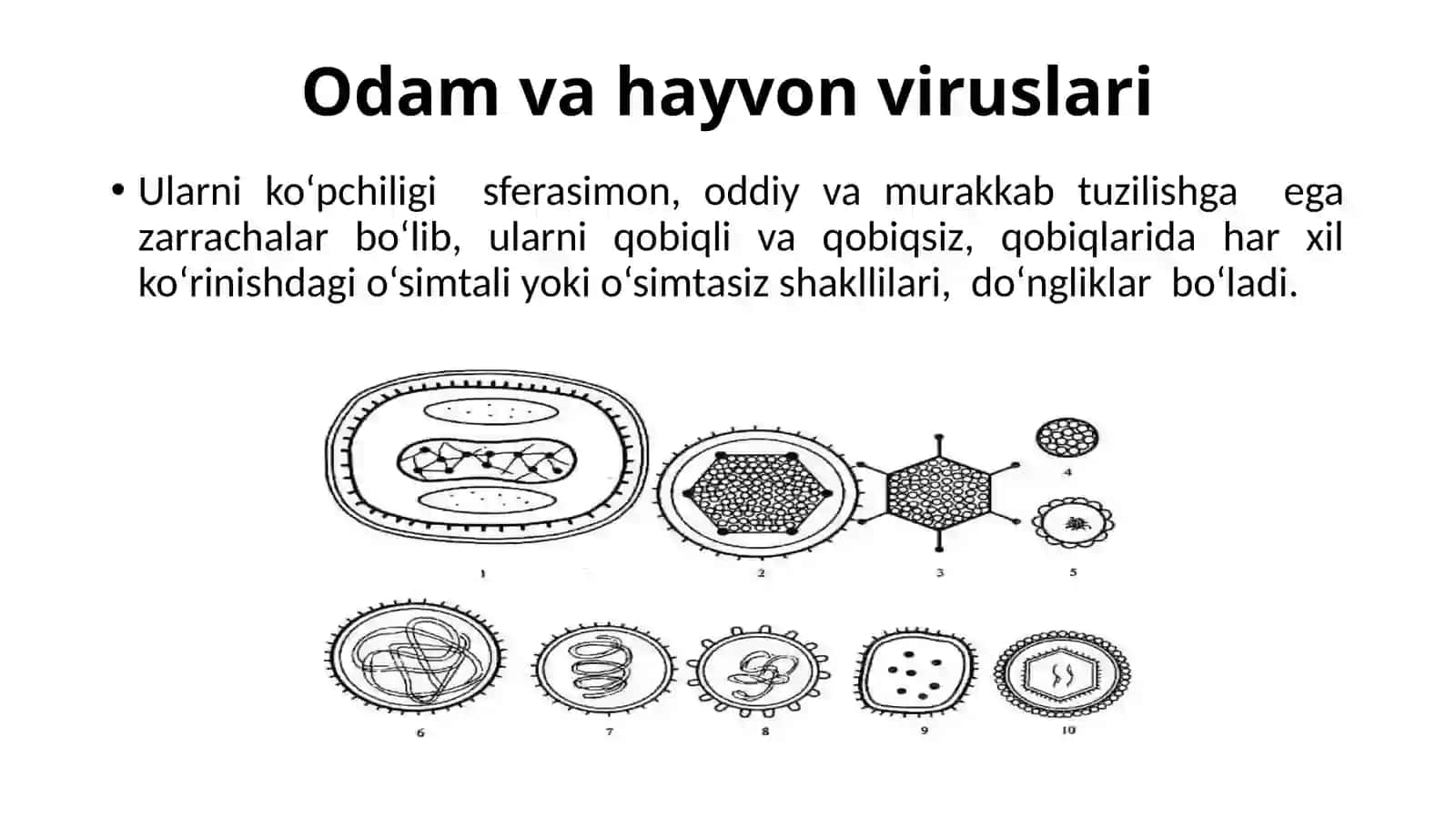 Viruslar Tuzilishi 4