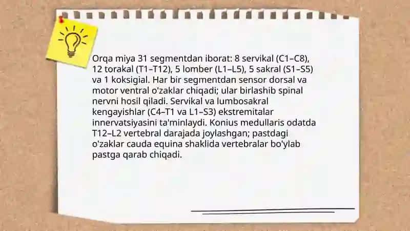 Orqa miya o'zaklari tuzilishi 4