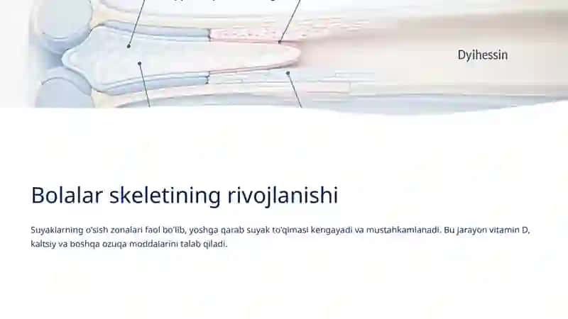 Bolalar Yoshiga Oid Anatomik va Fiziologik Xususiyatlar 4