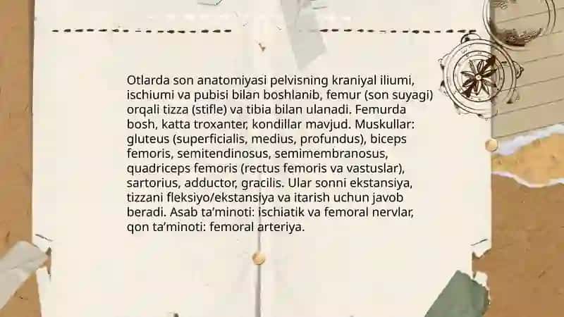 Otlarda son kotigoryasi 4