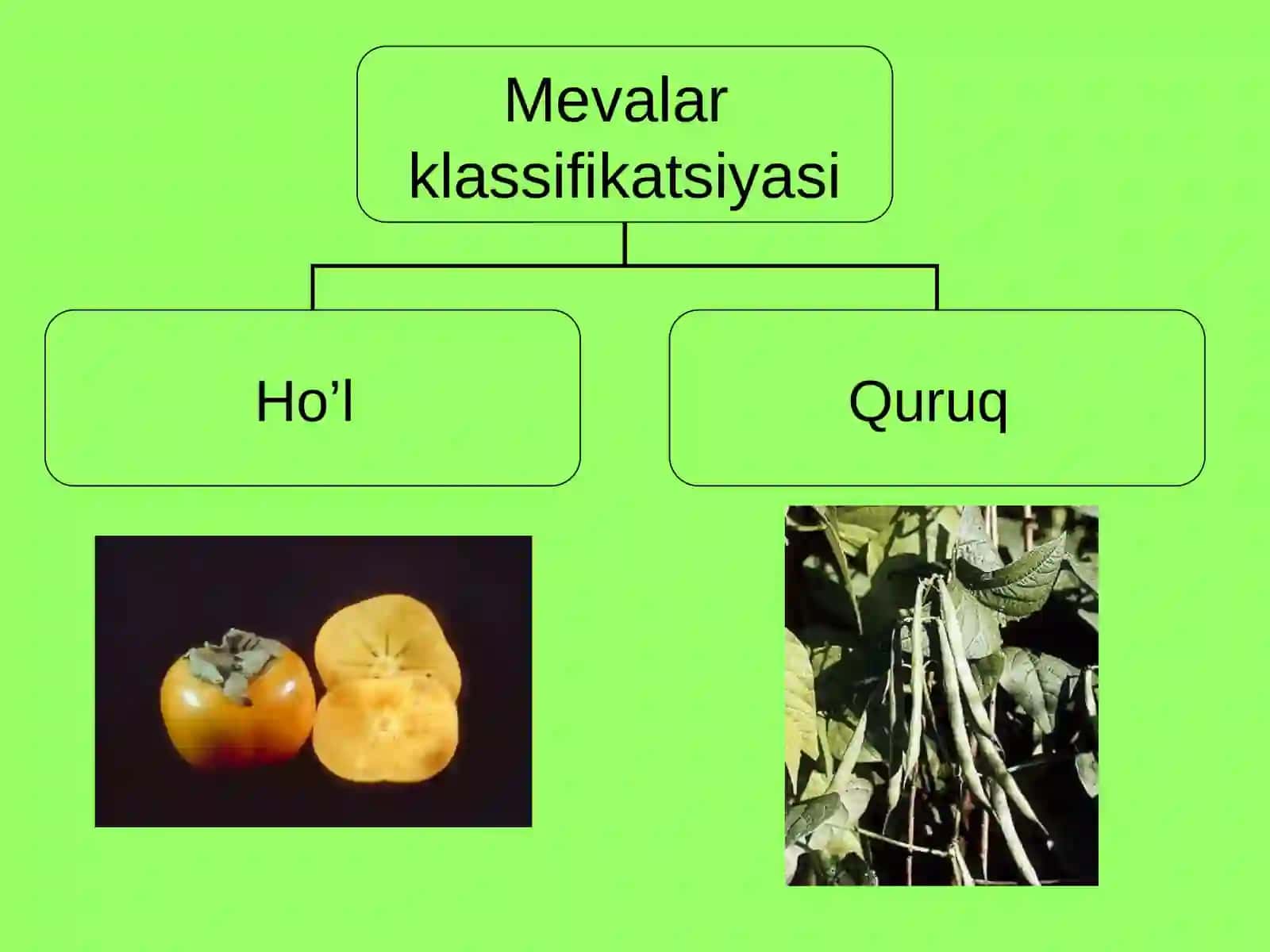 Meva va uning xillari bilan tanishish 4
