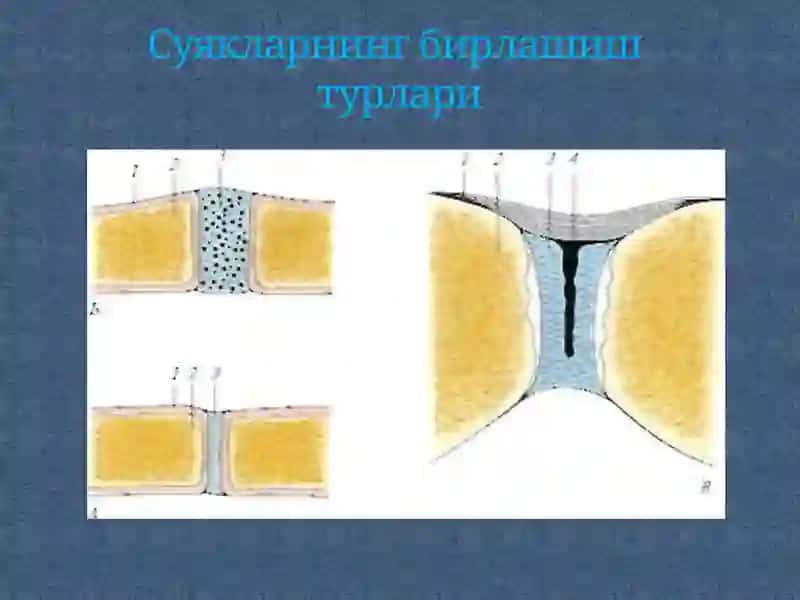 SYNDESМOLOGIYA-СУЯКЛАРНИНГ ЎЗАРОБИРИКИШИ 4