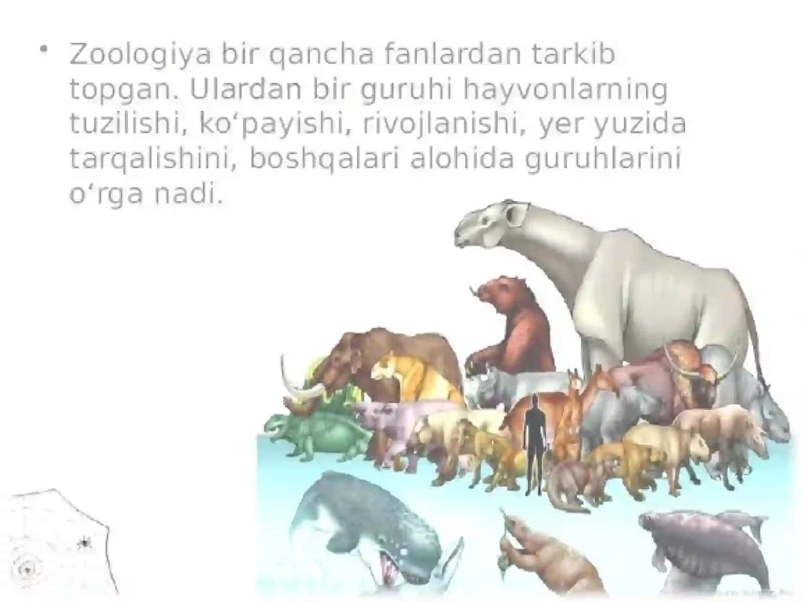 BOB.HAYVONLAR TO’G’RISIDA UMUMIY MA’LUMOT 4