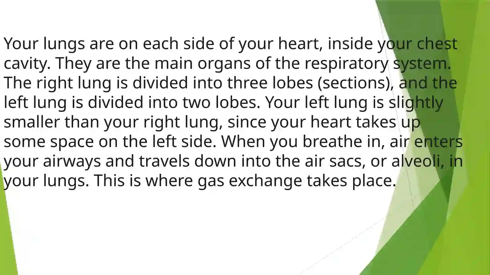 The Lungs and Pulmonary System 4