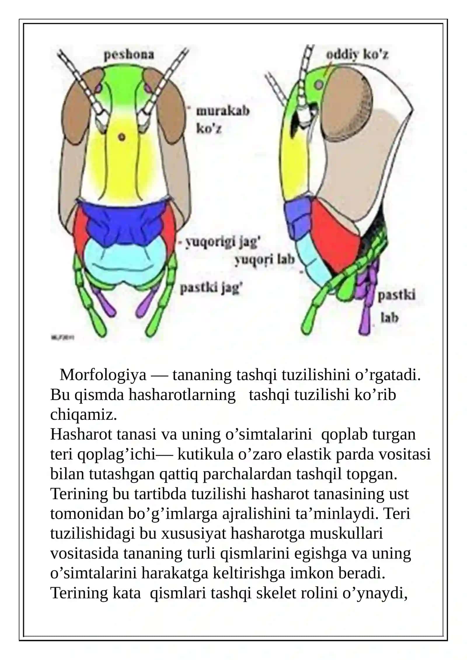 O'SIMLIKlarni himoya qilish 4