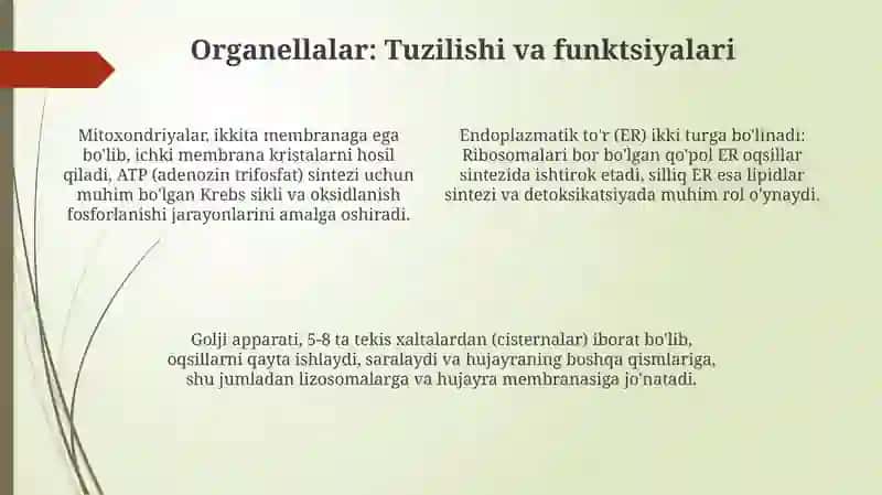Sitoplazmaning strukturasini oʻrganish 4