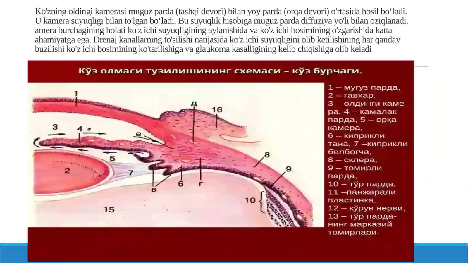 Ko’ruvtizimi(analizatori) 4