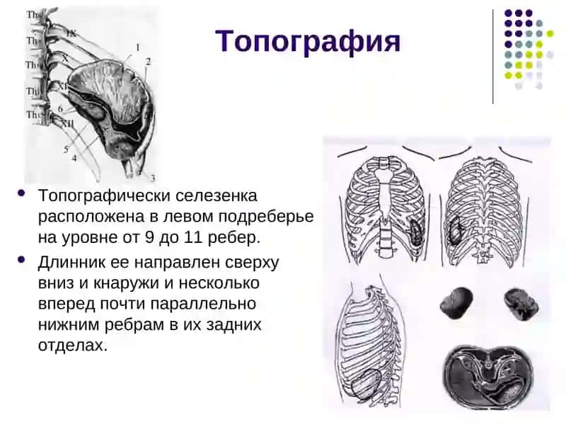 ФУНКЦИЯ СЕЛЕЗЕНКИ 4