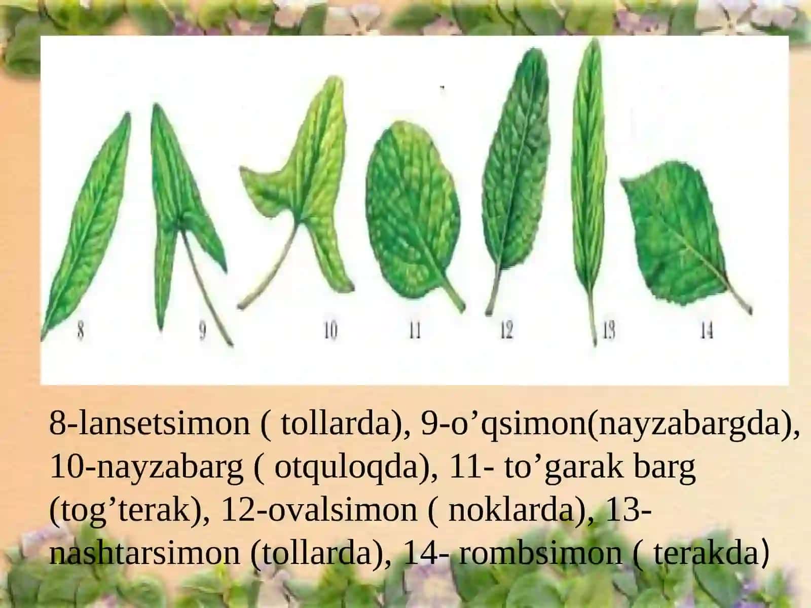 Barglar va ularning shakllari 4