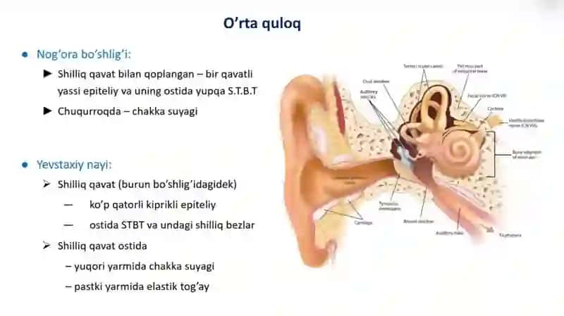Sezgi organlari:eshituv organi gistologiyasi 4