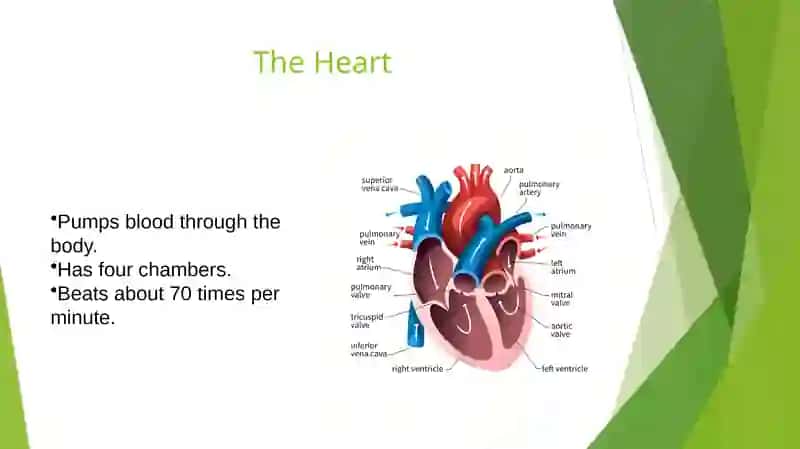 Internal Organs 4