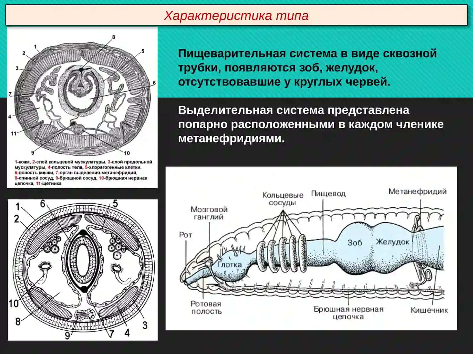 Тип Кольчатые черви (Annelida) 4
