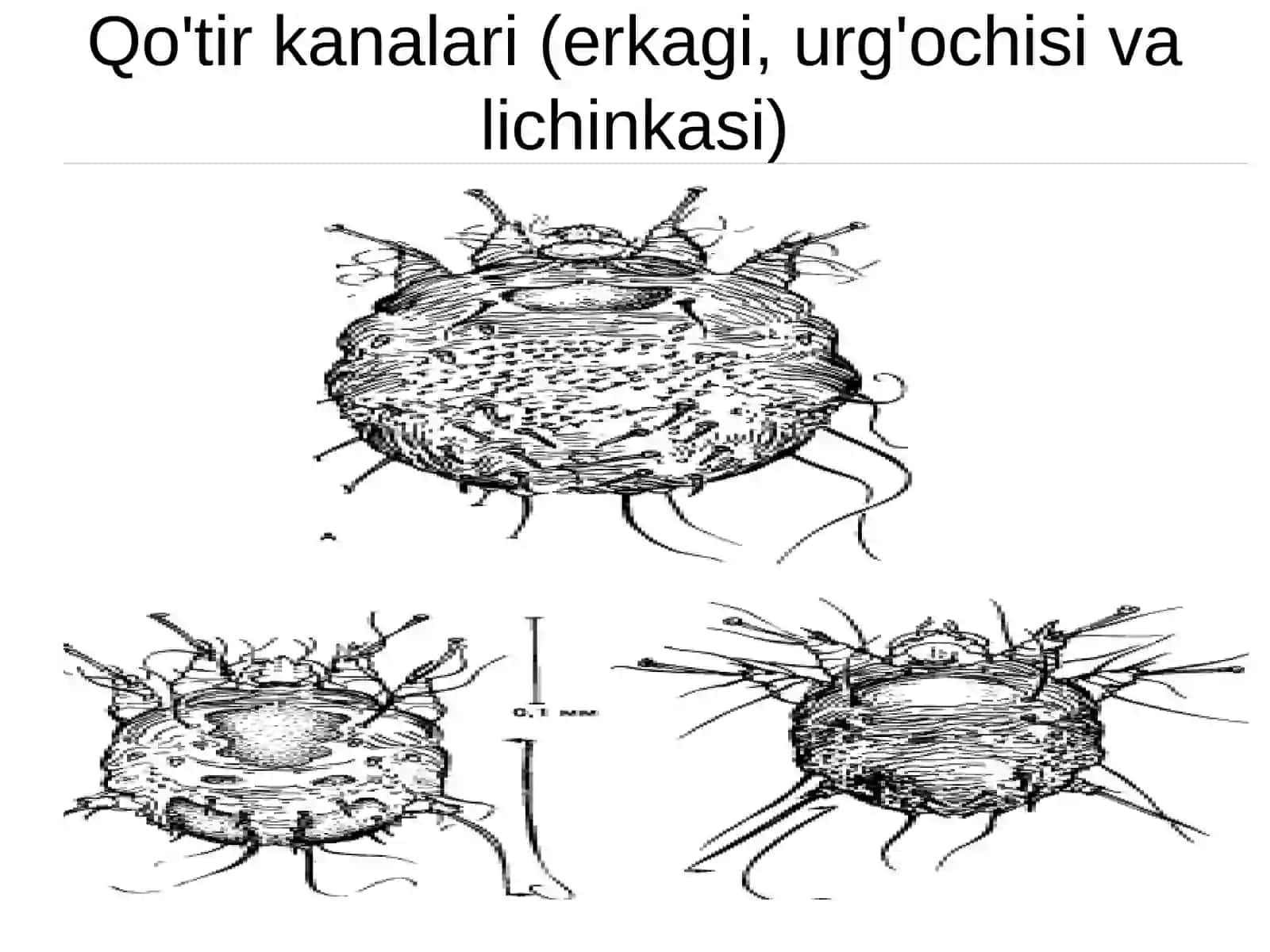 Qo'tir 4