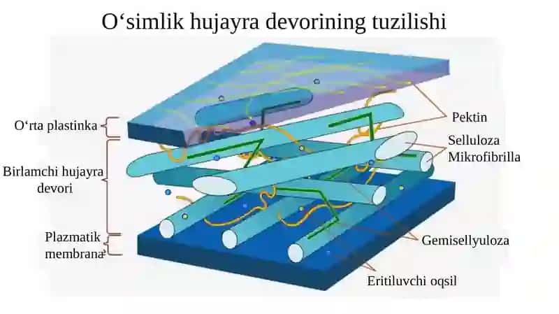 O'simliklar fiziologiyasi ppt 4