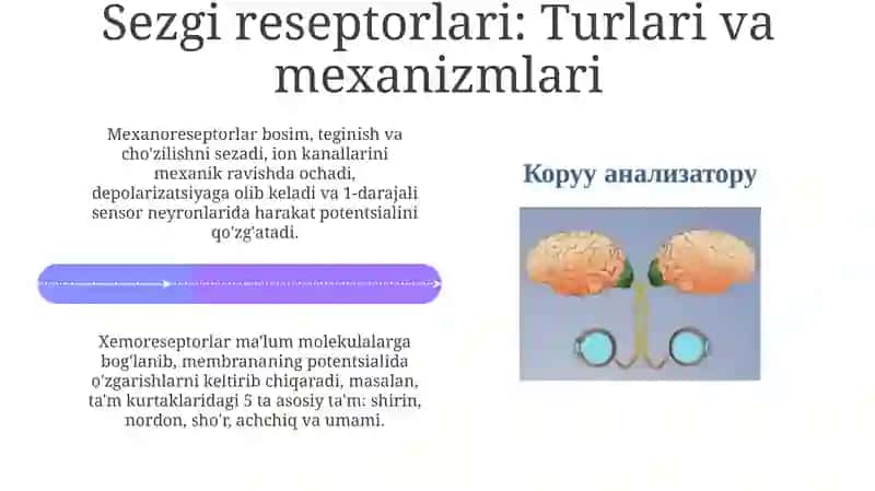 Sensor tizimi fiziologiyasi 4