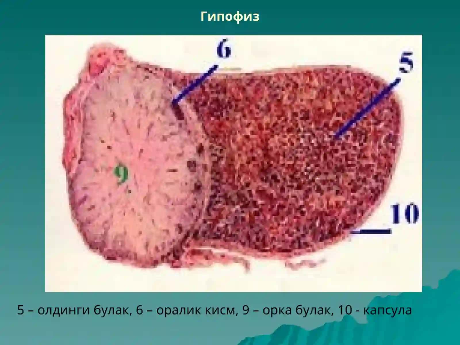 ЭНДОКРИН СИСТЕМА 4