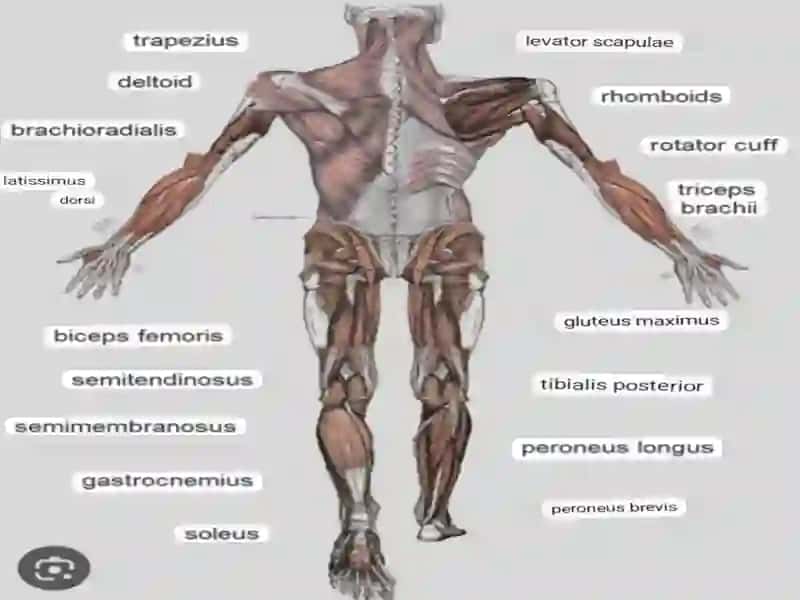Muscular system of a human being. 4
