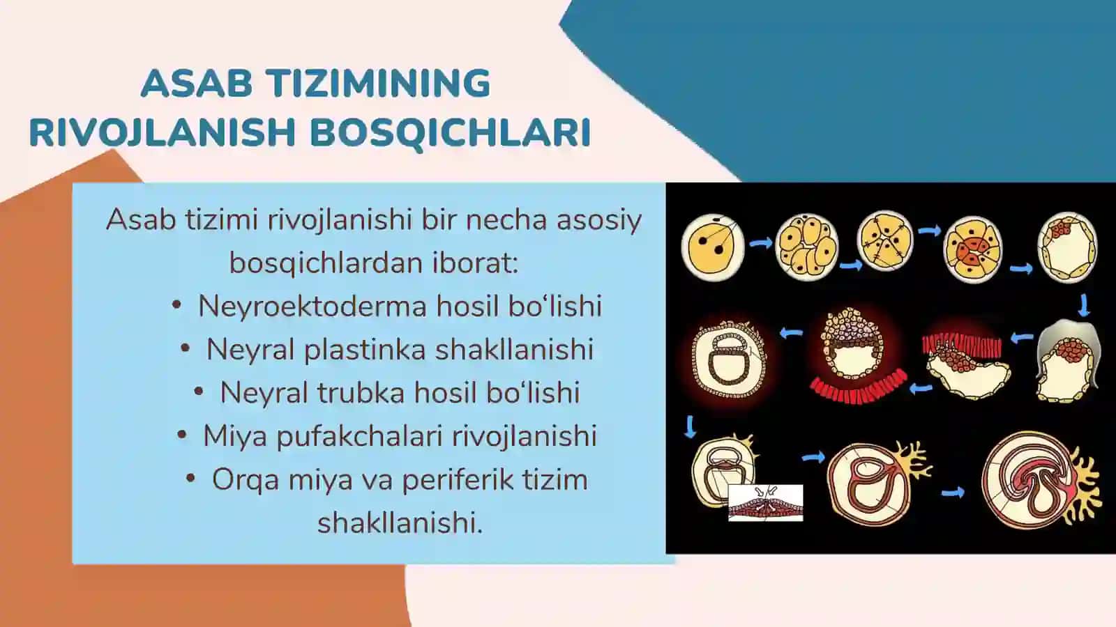 ASAB TIZIMINING ONTOGENEZI 4