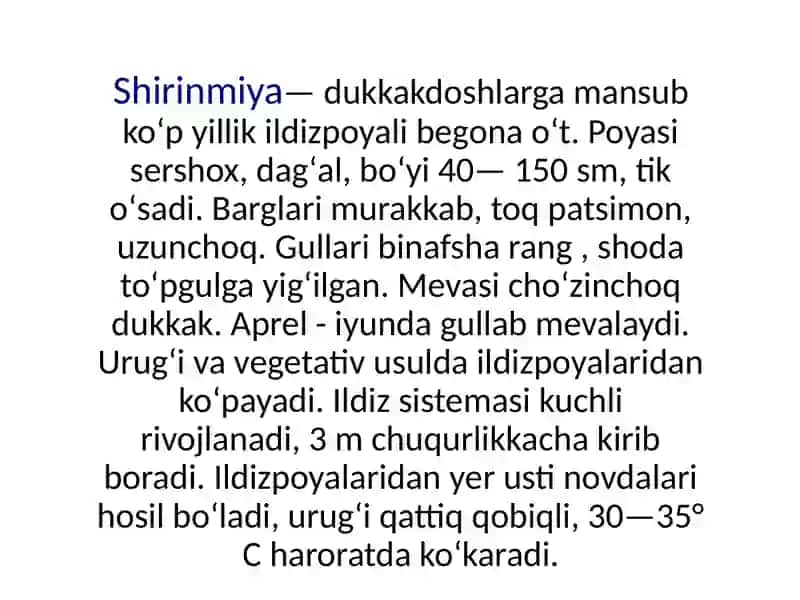 Shirinmiya(chuchukmiya)- Glycyrrihiza glabra 4