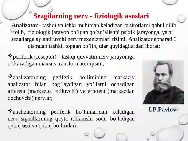 Sezgilarning nerv - fiziologik asoslari 4
