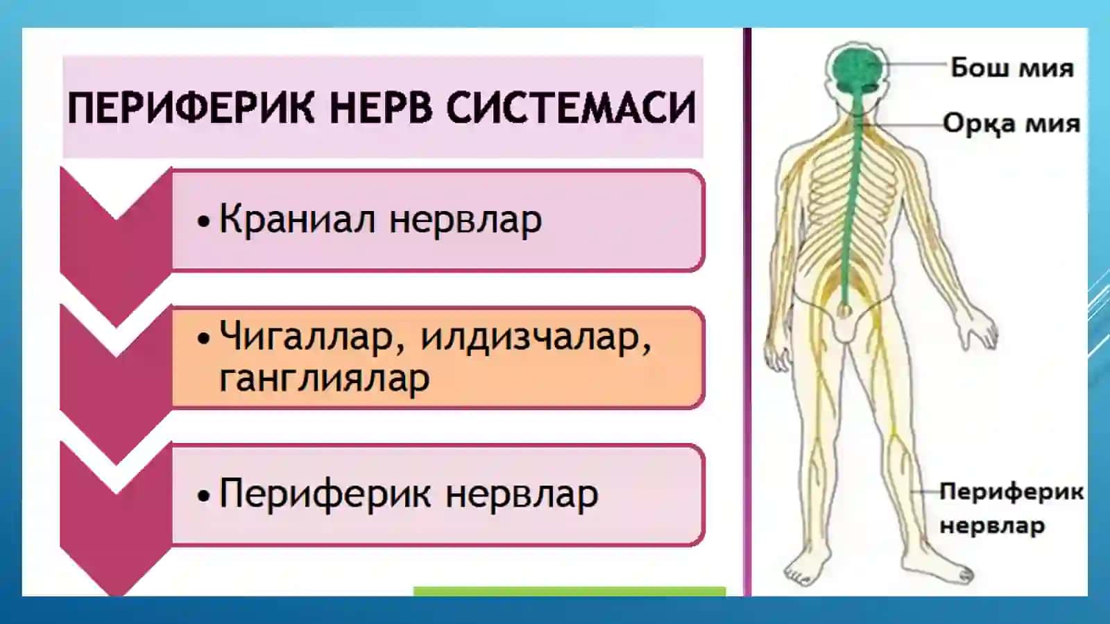 Асаб тизими 4