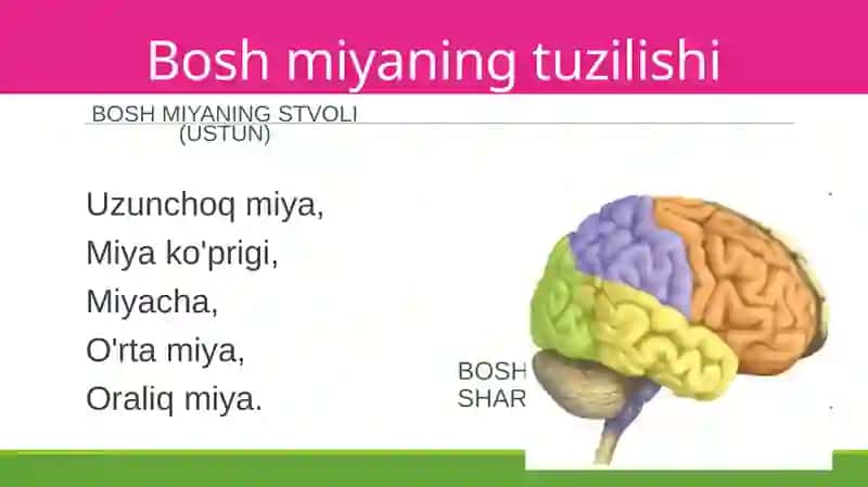 Boshmiyaning tuzilishi va funksiyasi 4