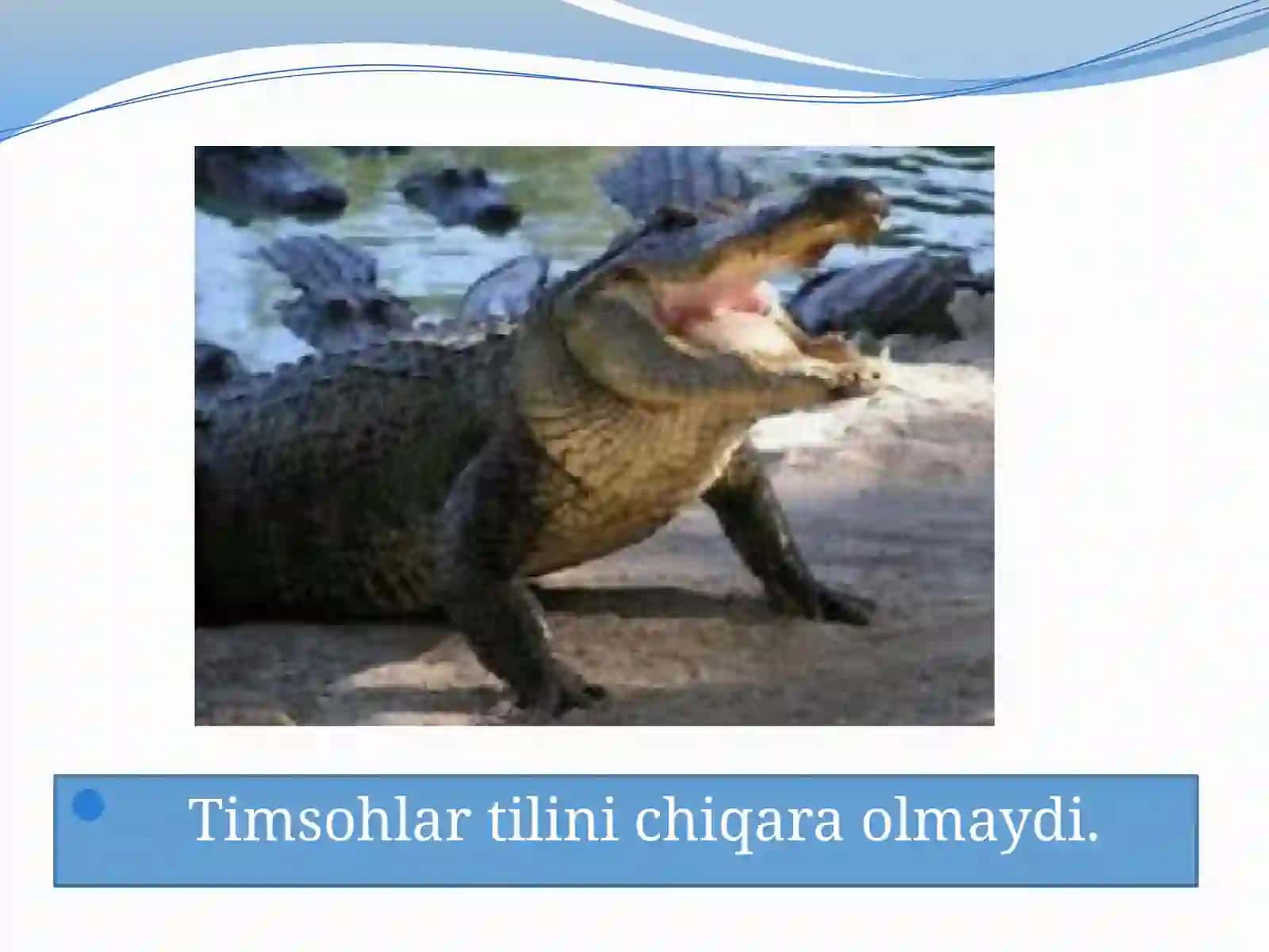 Yersayyorasi 4